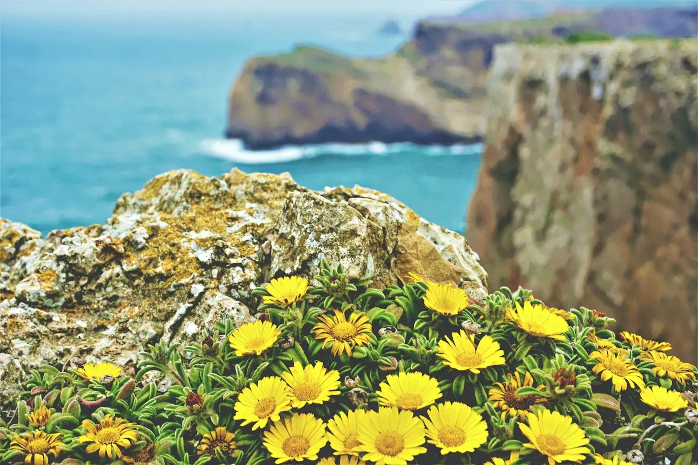 Falésias e flores amarelas no Cabo de São Vicente.